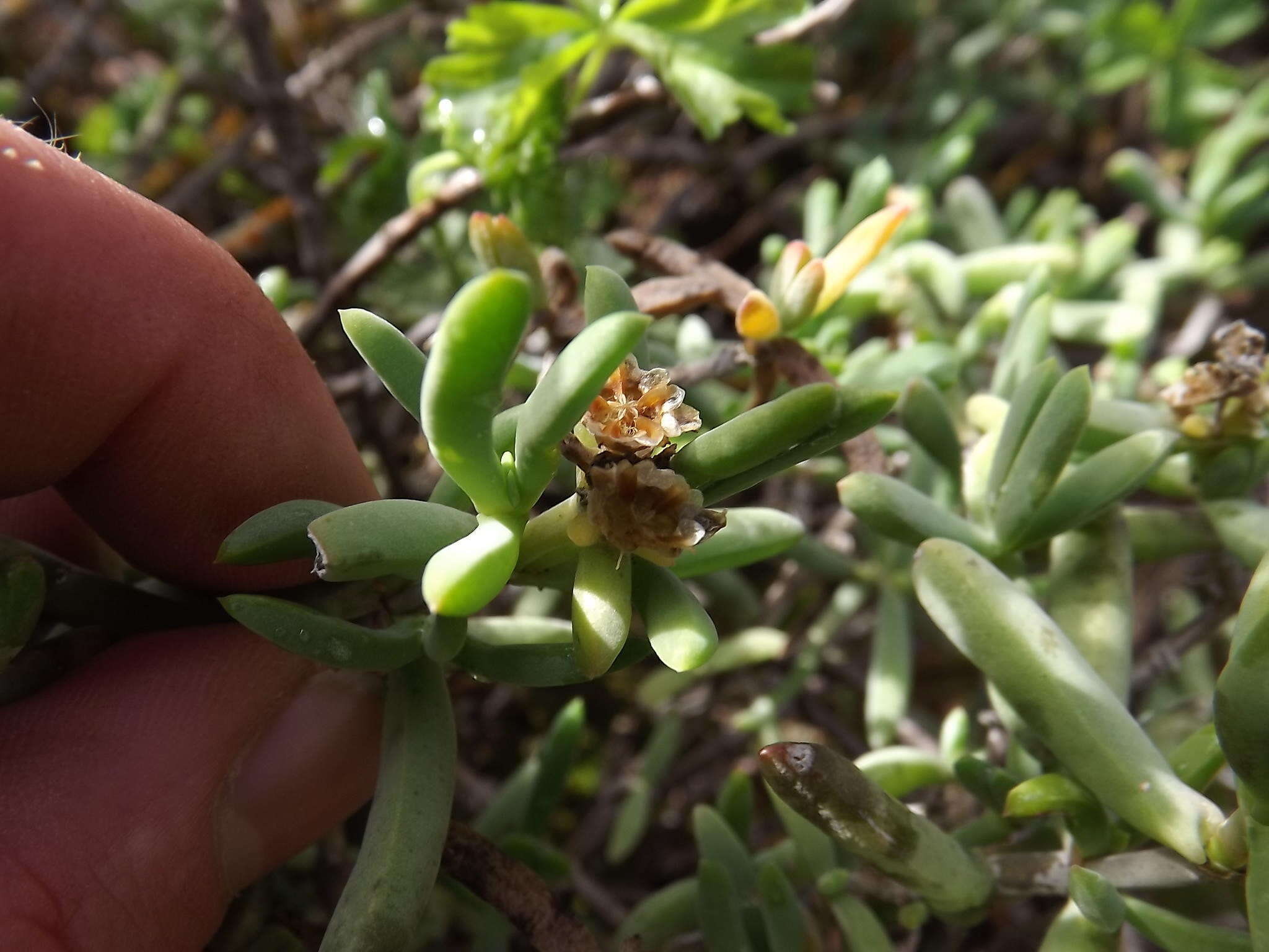 Image of Delosperma subincanum (Haw.) Schwant.