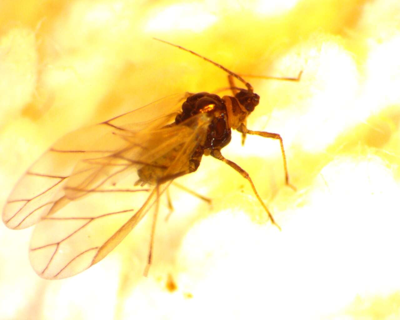 Image of Aphid