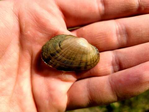 Image of Lampsilis bracteata (Gould 1855)