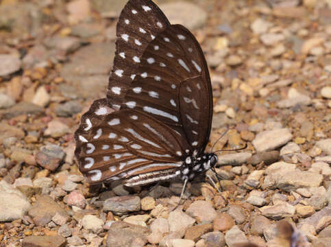 Image of Spotted Zebra Butterfly