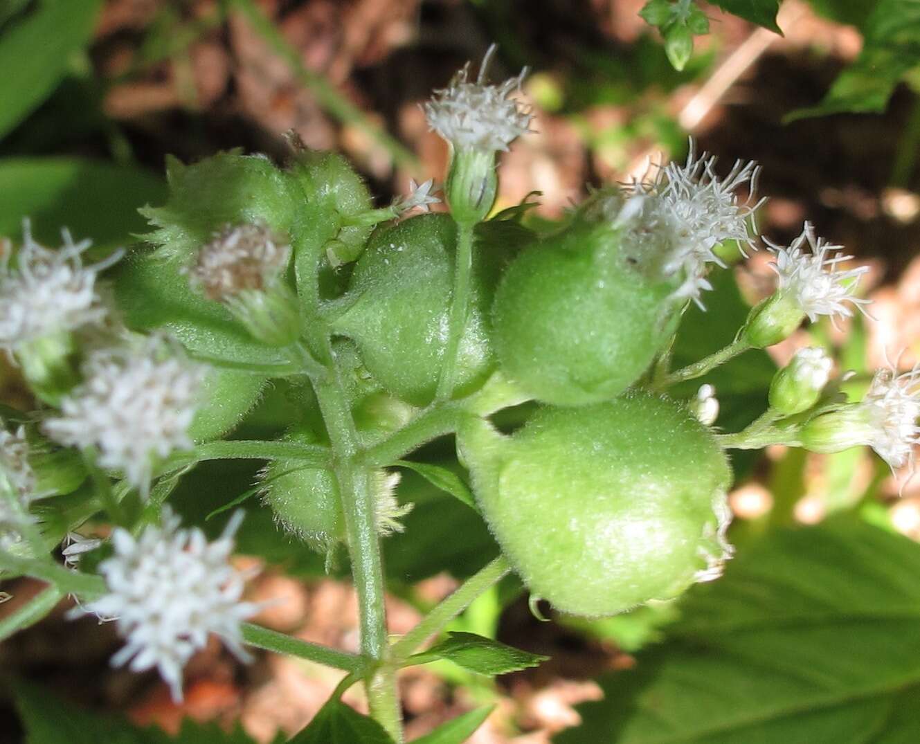 Plancia ëd Schizomyia eupatoriflorae (Beutenmuller 1907)