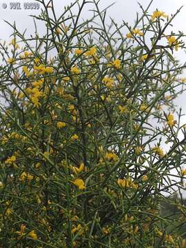 صورة Genista fasselata Decne.