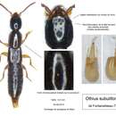 صورة Othius subuliformis Stephens 1833