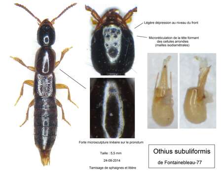 Image de Othius subuliformis Stephens 1833