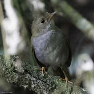 Image of Ruddy-capped Nightingale-Thrush