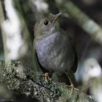 Imagem de Catharus frantzii Cabanis 1861