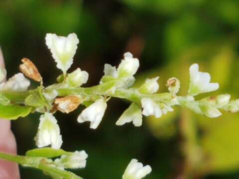 صورة Fallopia scandens var. cristatum (Engelm. & Gray) Gleason