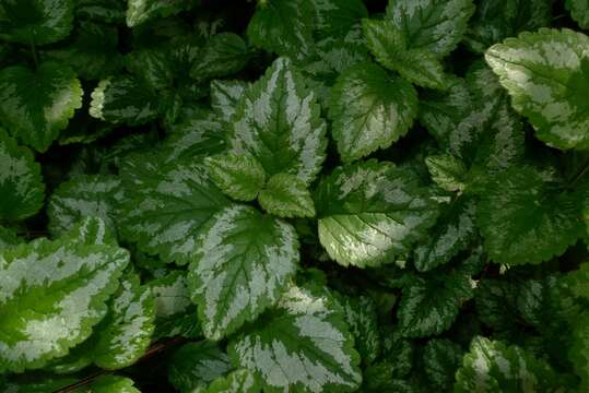 Imagem de Lamium galeobdolon (L.) L.