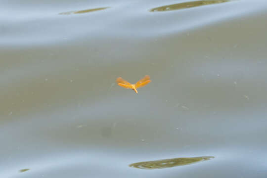 Image of Mexican Amberwing