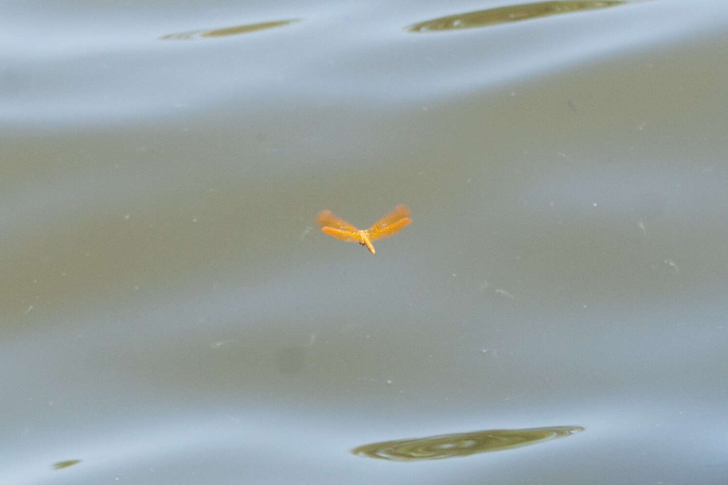 Image of Mexican Amberwing