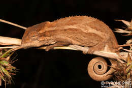 Image of Kentani dwarf chameleon