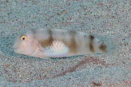 Image of Whitepatch razorfish