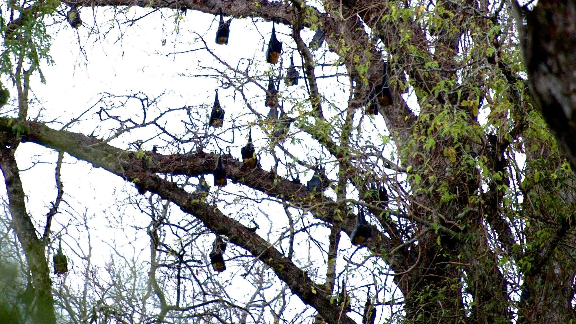 Image of Madagascan Flying Fox