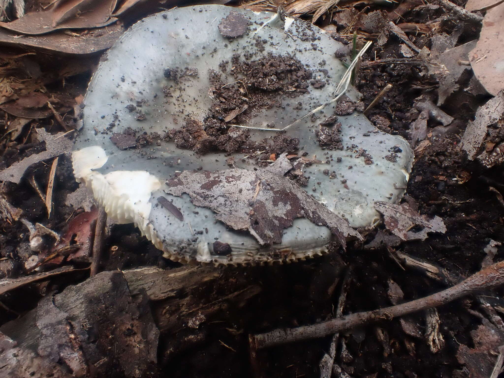 Image of Russula iterika Grgur. 1997