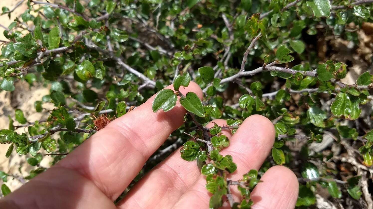 Plancia ëd Ceanothus martinii M. E. Jones