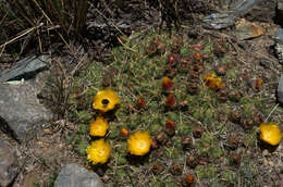 Image of Cumulopuntia rossiana (Heinrich & Backeb.) F. Ritter