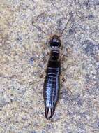 Image of Ringlegged earwig