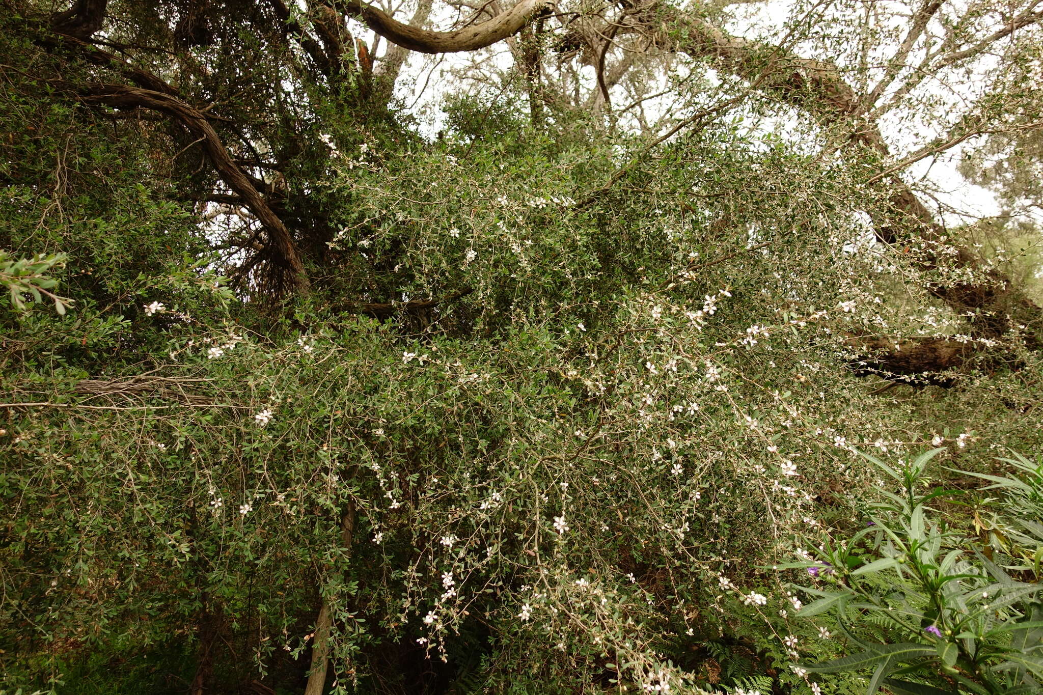 Image of Australian myrtle