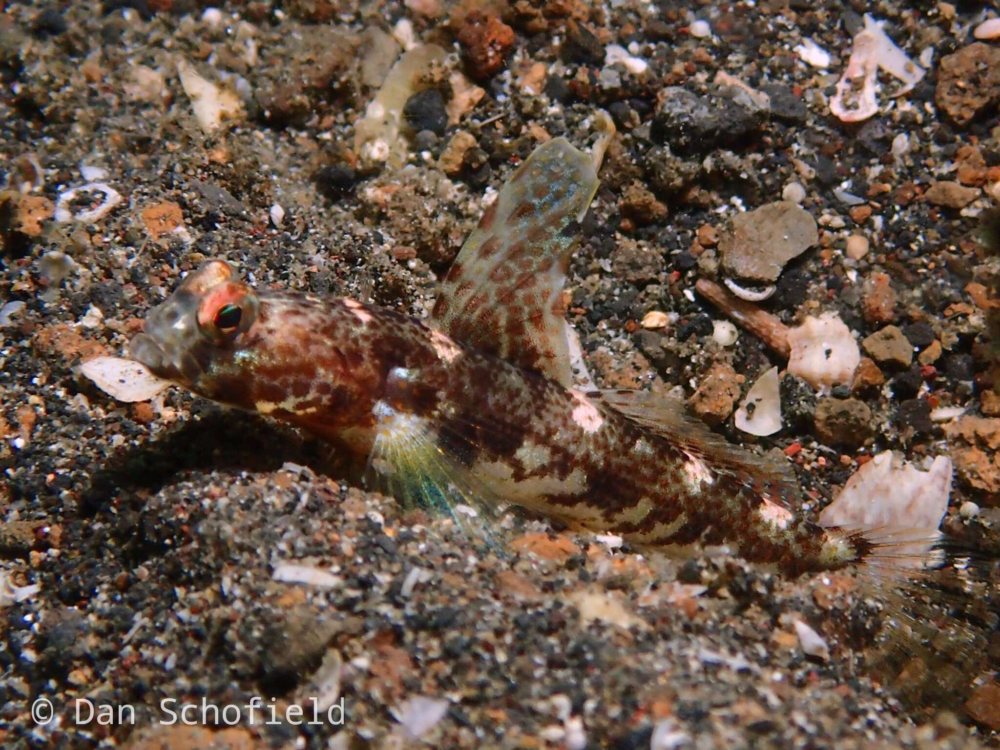 Plancia ëd Tomiyamichthys latruncularius (Klausewitz 1974)