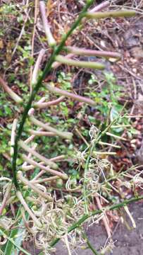 Image of Dracaena reflexa var. angustifolia Baker