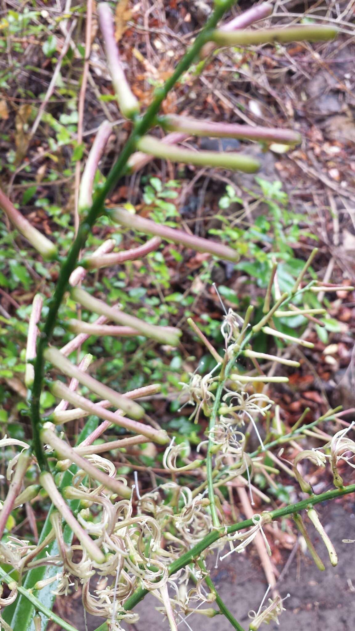 Plancia ëd Dracaena reflexa var. angustifolia Baker