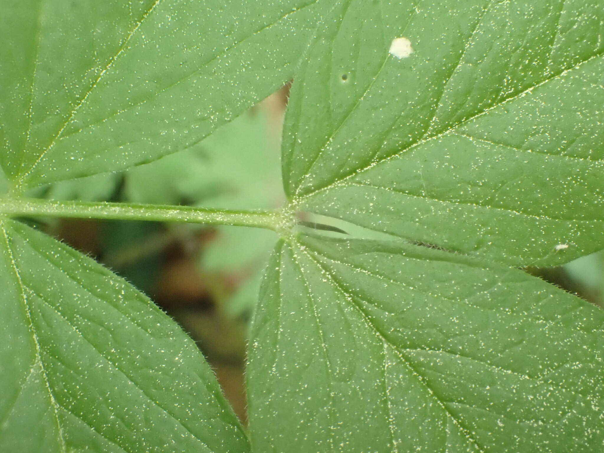 صورة Vicia oroboides Wulfen