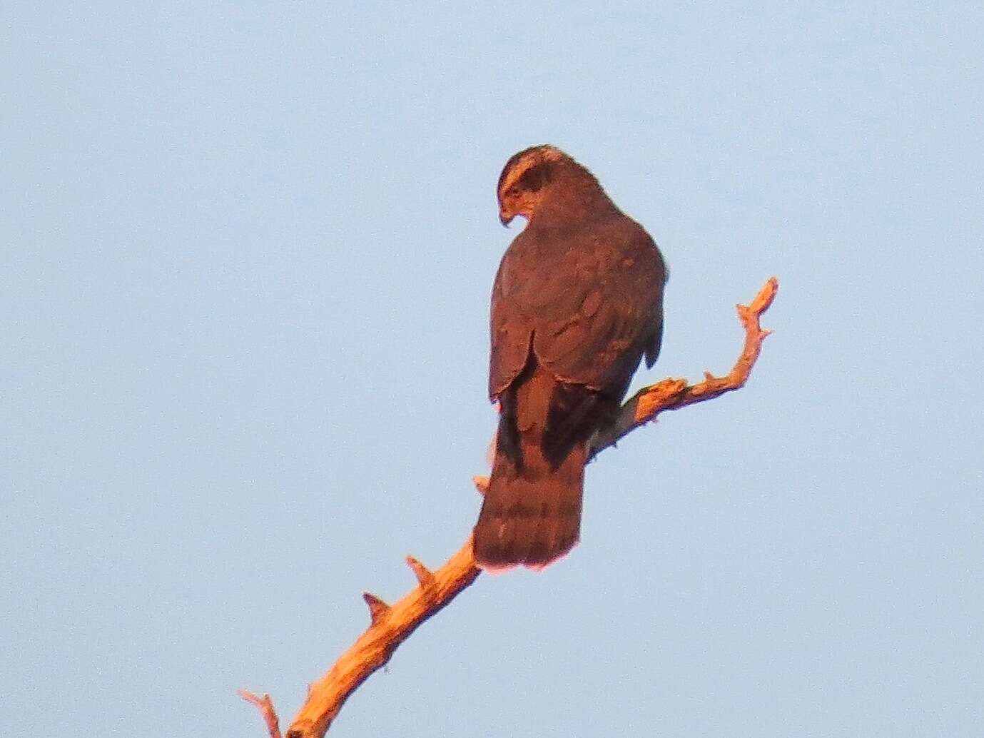 Imagem de Accipiter gentilis atricapillus (Wilson & A 1812)