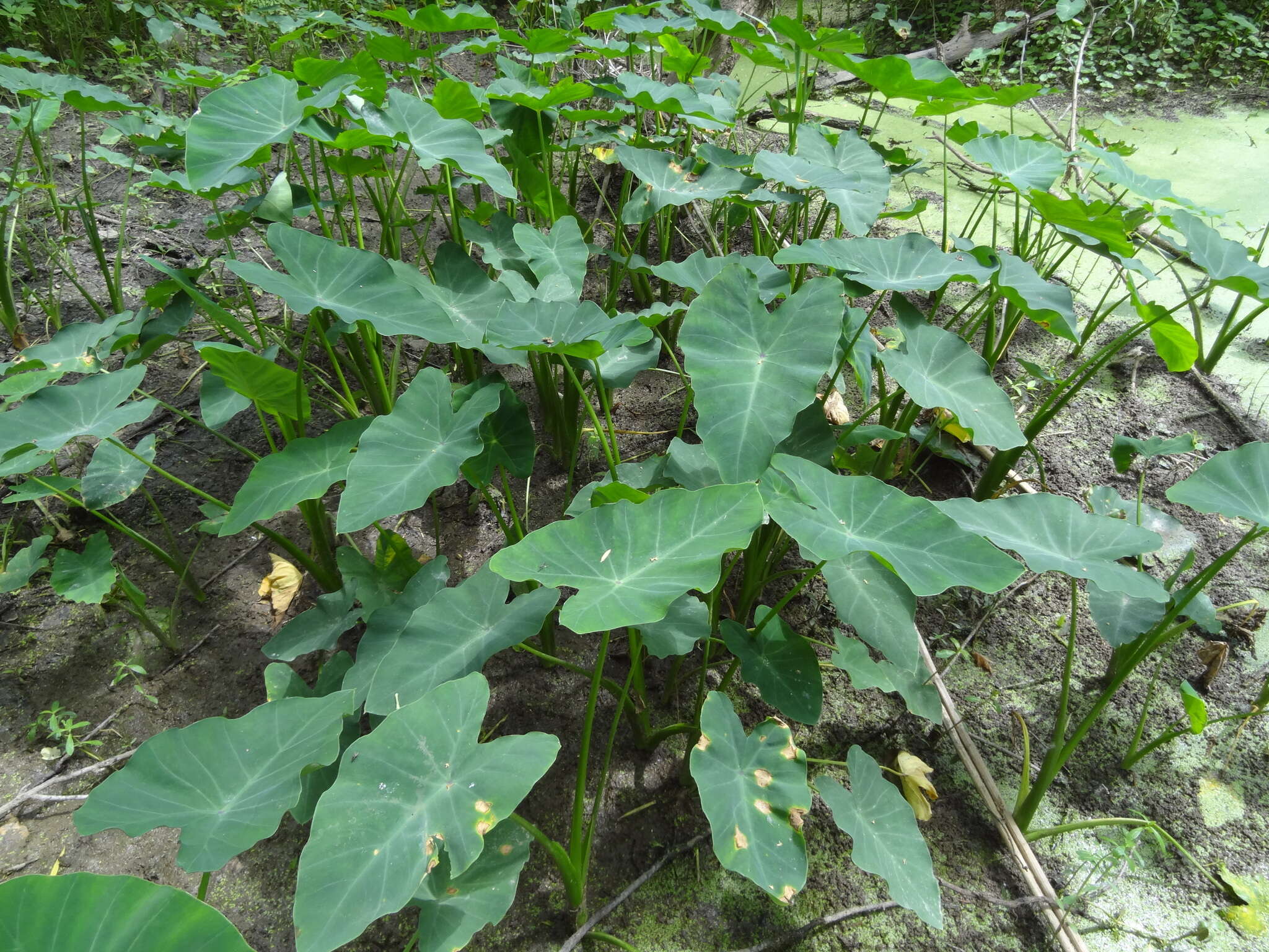 Image of Wild Taro