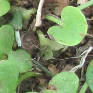 Imagem de Dichondra recurvata Tharp & M. C. Johnston