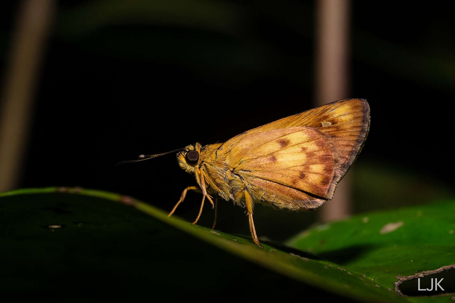 Zographetus doxus Eliot 1959 resmi