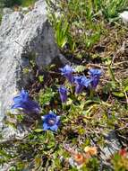 Image of Gentiana clusii subsp. clusii