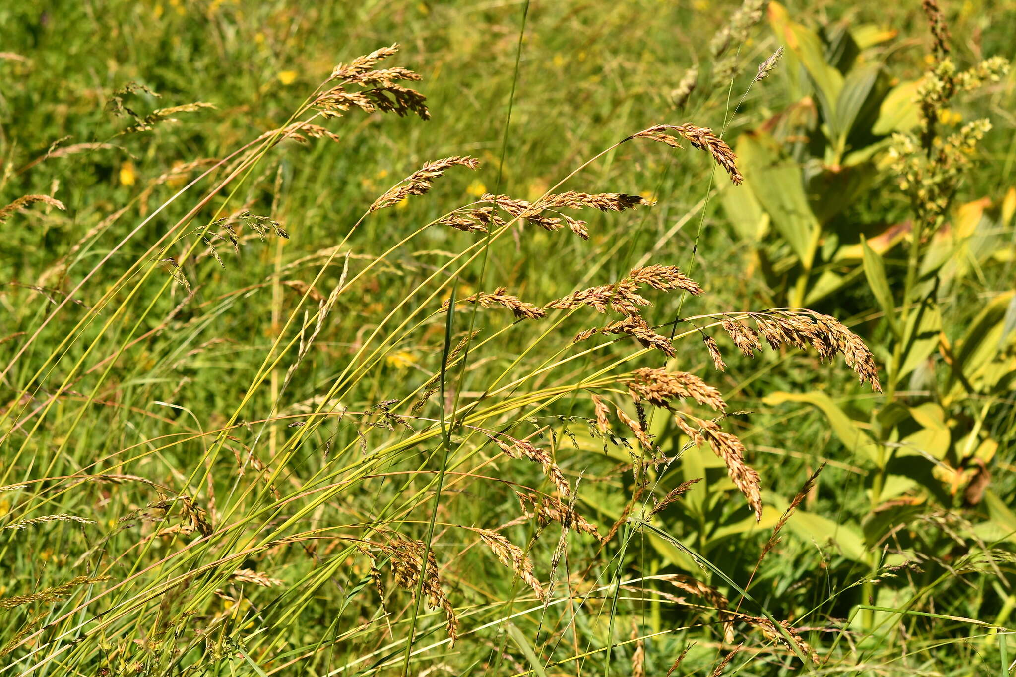 Image of Festuca paniculata (L.) Schinz & Thell.