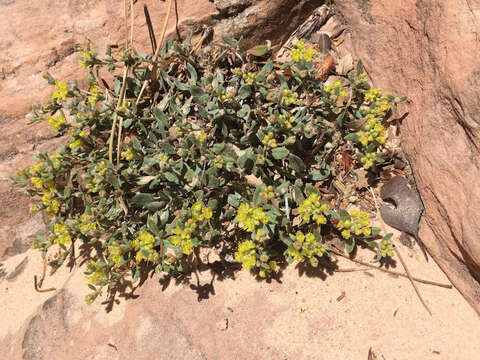 Image of James' buckwheat