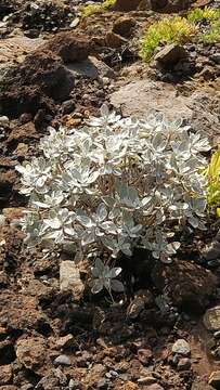 Image of Helichrysum obconicum DC.