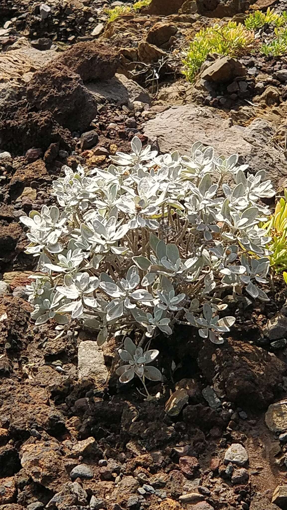 Image of Helichrysum obconicum DC.