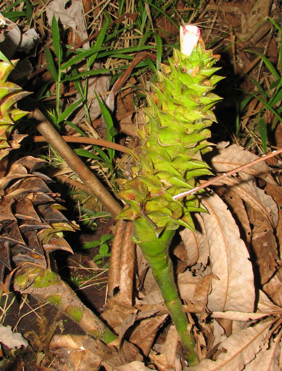 Image of Costus longibracteolatus Maas