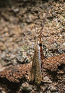 Image of Pecan Cigar Casebearer