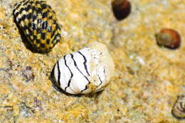 Image of Zebra nerite