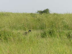 Image of Abyssinian Ground Hornbill