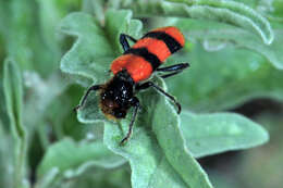 Image of Trichodes bibalteatus Le Conte 1858