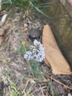 Achillea millefolium var. borealis (Bong.) Farw.的圖片