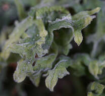 Image of Downy Veilwort