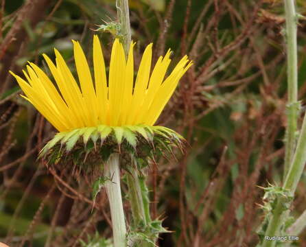 Image of Berkheya decurrens (Thunb.) Willd.