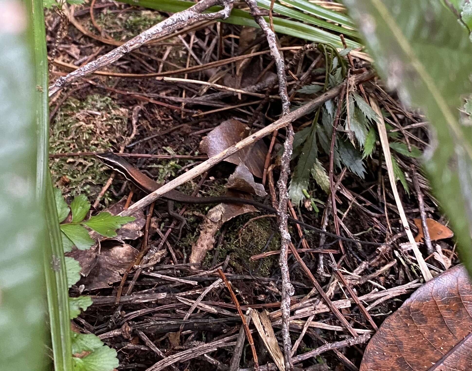 Image of Southern Whiptailed Skink