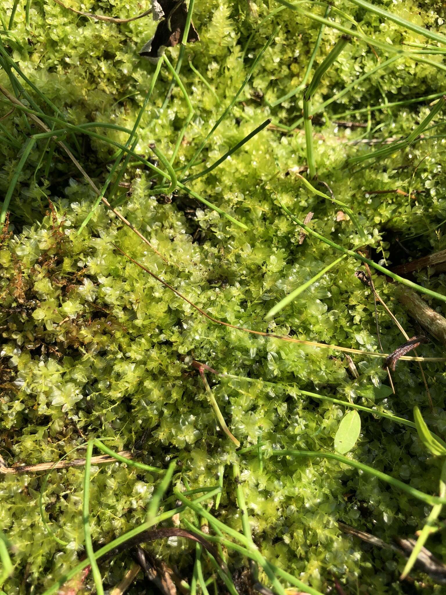 Image of elliptic plagiomnium moss