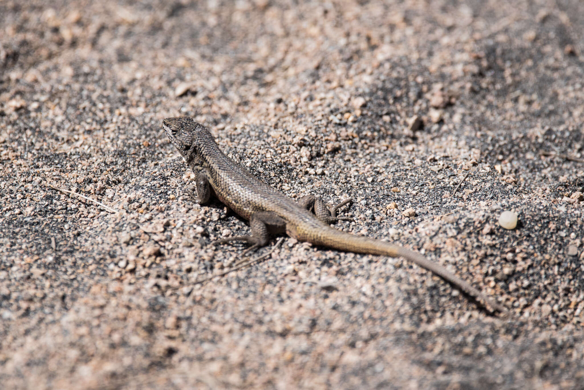 Image of Liolaemus chungara Quinteros, Valladares, Semham, Acosta, Barrionuevo & Abdala 2014