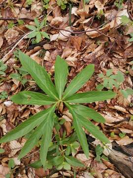 Image of Helleborus dumetorum subsp. dumetorum