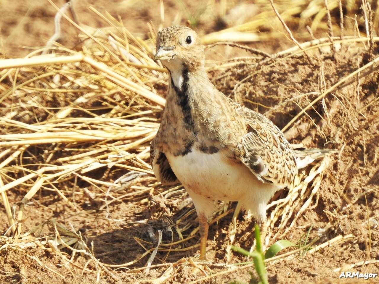 Image of Thinocorus Eschscholtz 1829