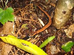 Image of Broadfoot Mushroomtongue Salamander