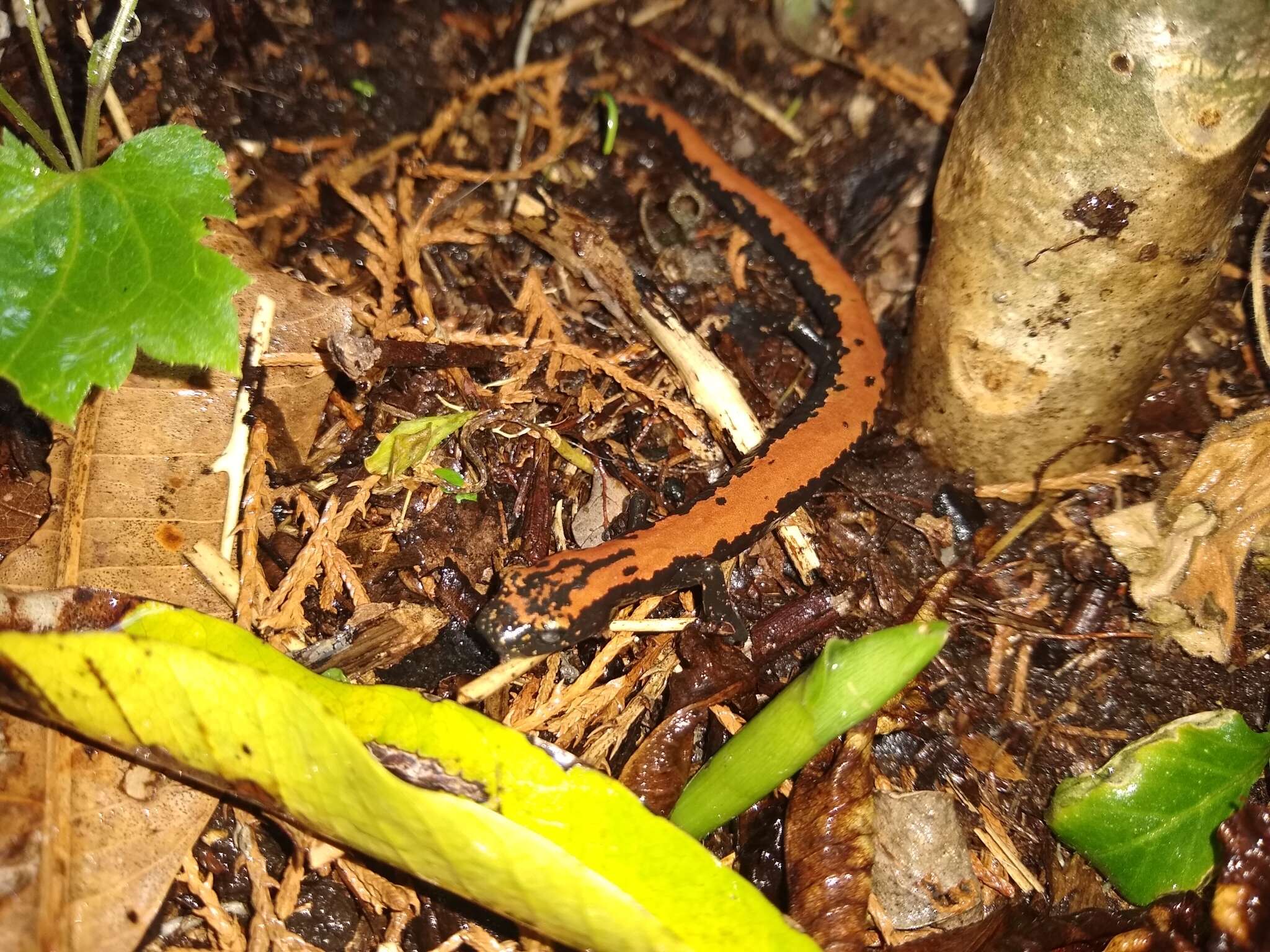 Image of Broadfoot Mushroomtongue Salamander